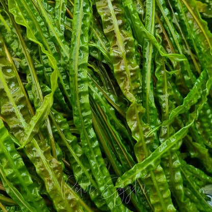 Cryptocoryne Retrospiralis: Pot