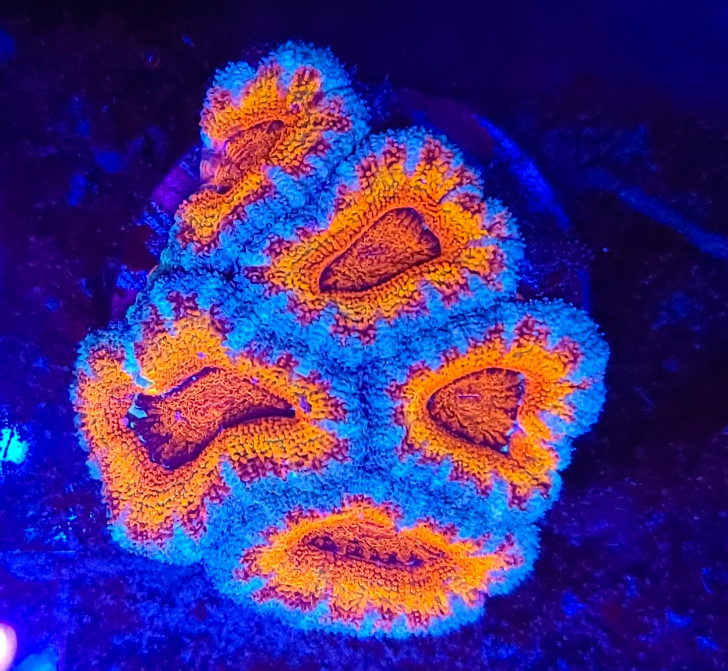 Acan Mini Colony T10LPS1H15