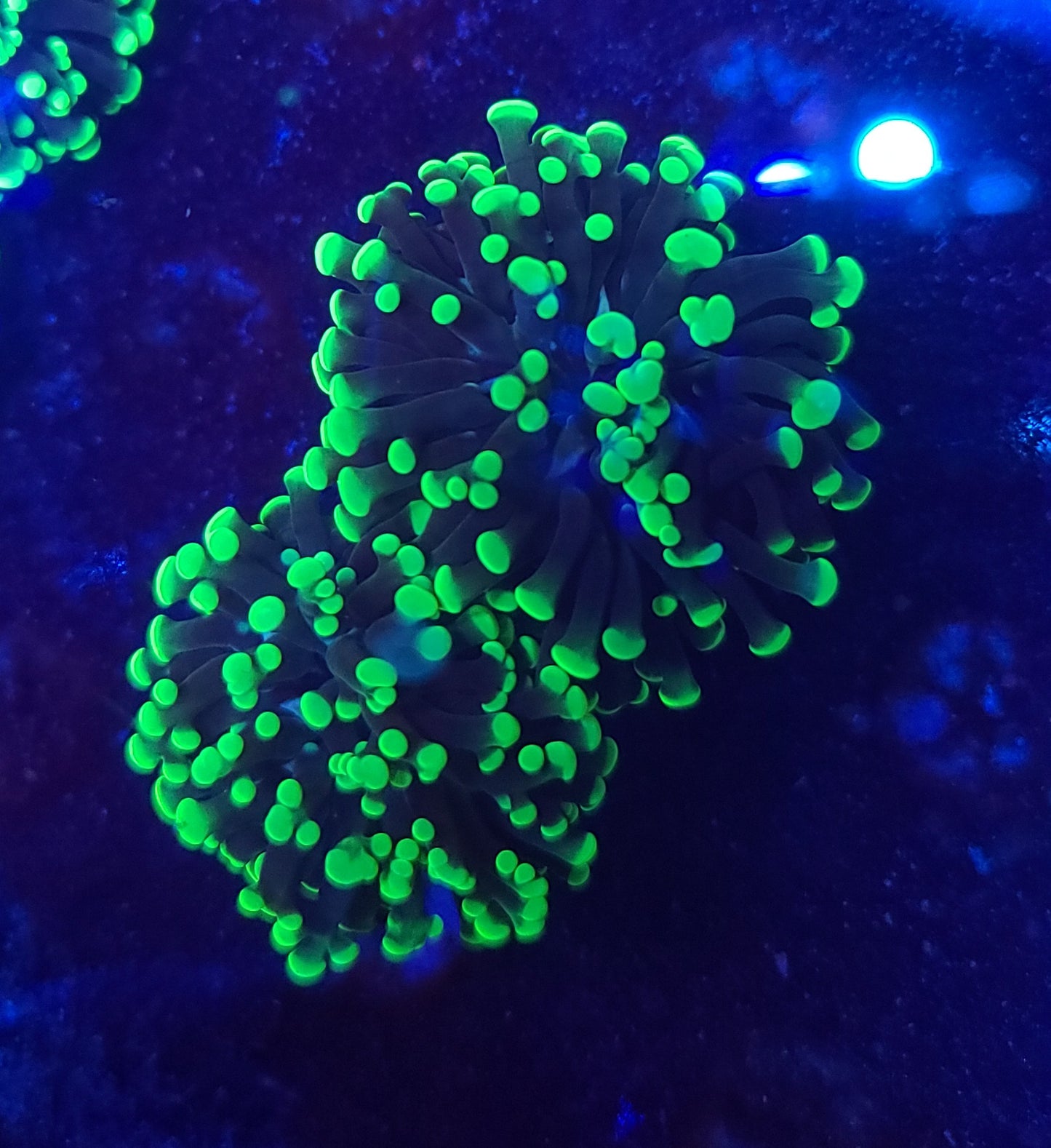 Frogspawn E10