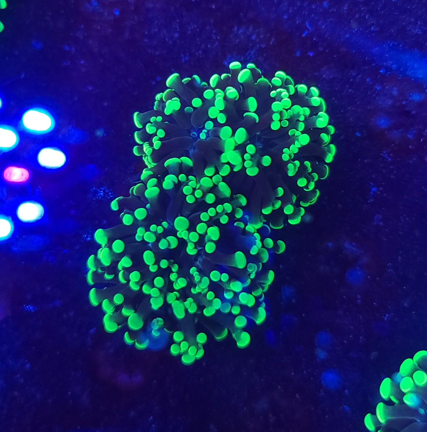 Frogspawn C10