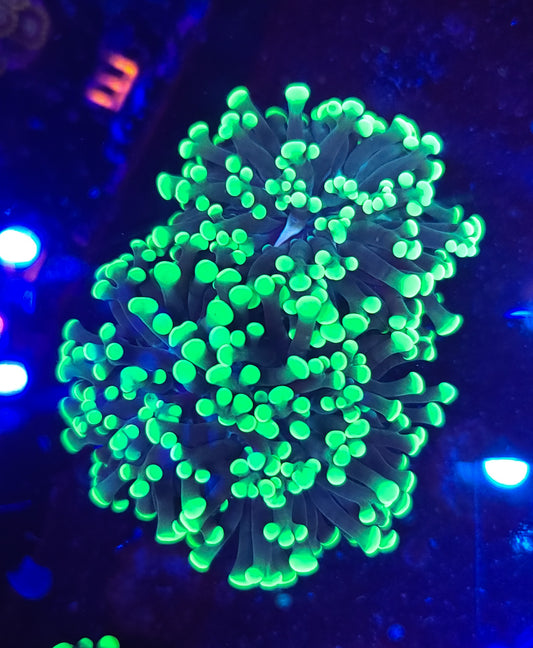 Frogspawn A10