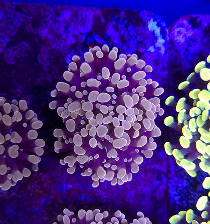 Frogspawn ER2A1