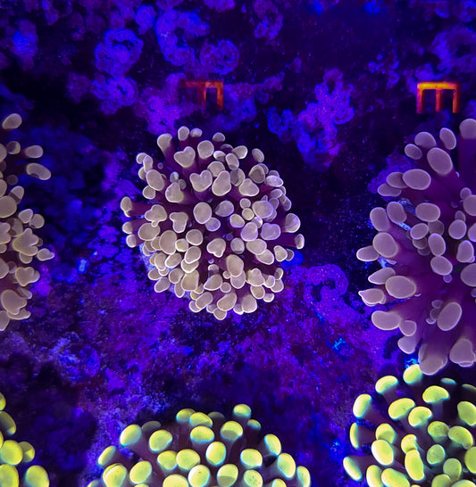 Frogspawn T10ER2F1