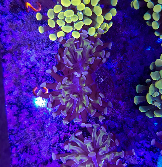 Frogspawn T10ER2G3