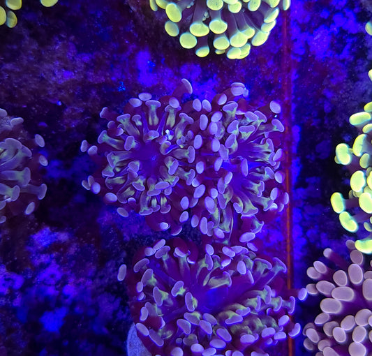 Frogspawn ER2A4