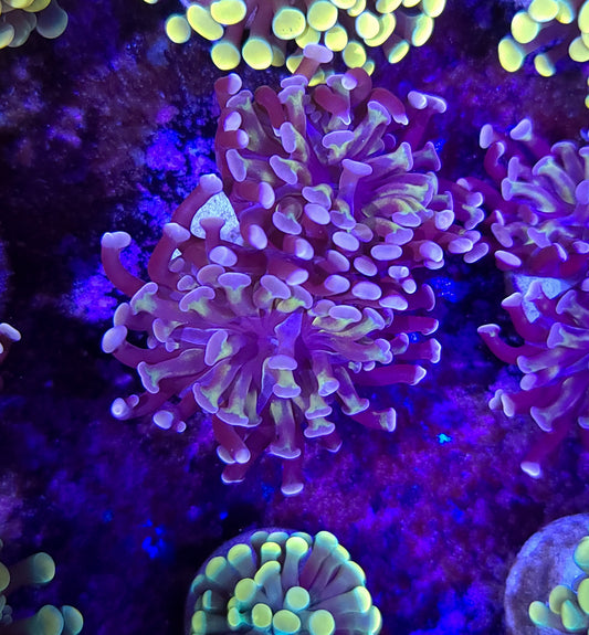 Frogspawn T10ER2D4