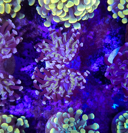 Frogspawn T10ER2E4