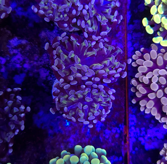 Frogspawn ER2A5