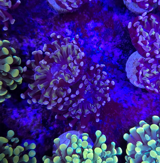 Frogspawn T10ER2B5