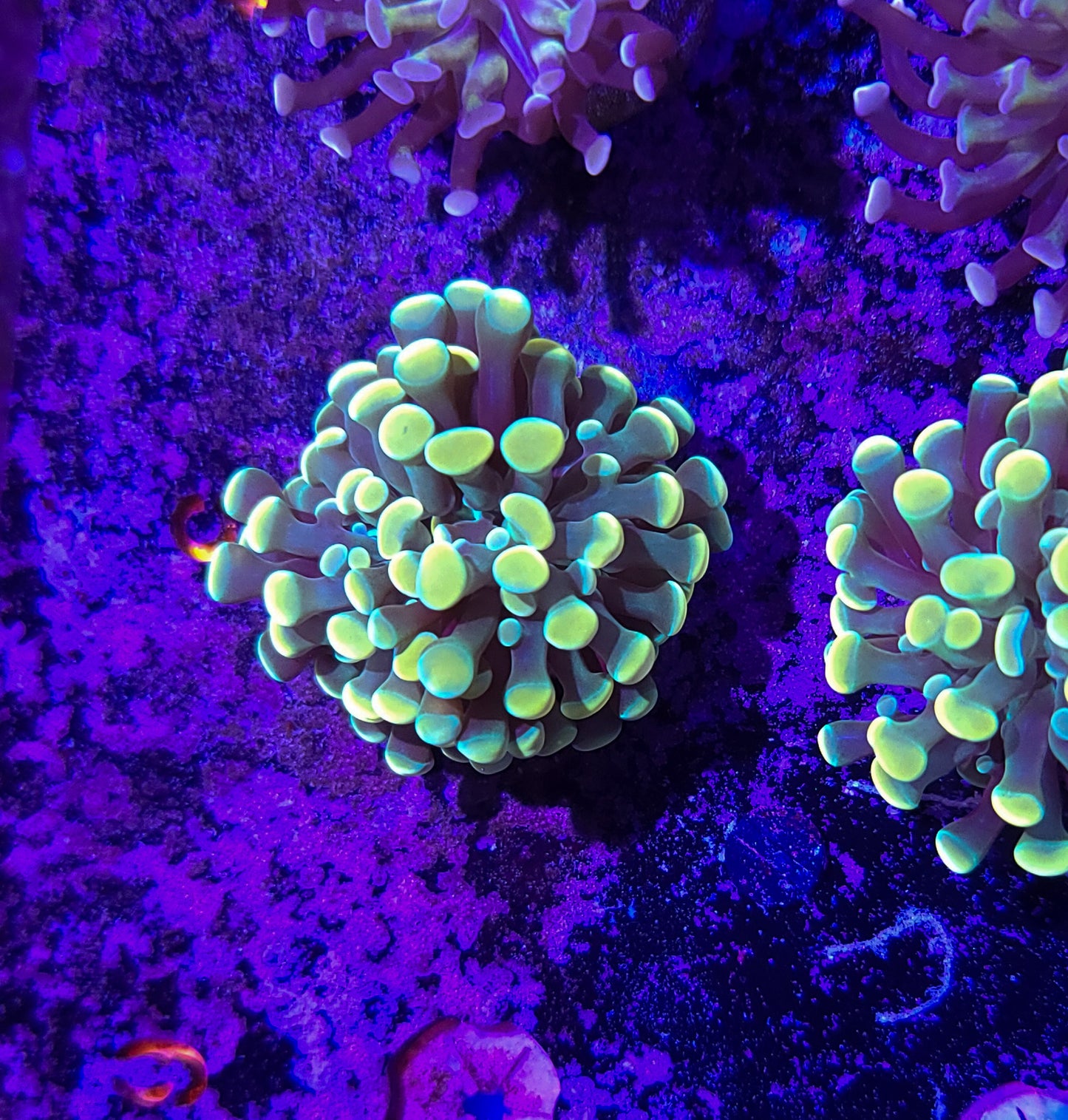 Frogspawn T10ER2G5