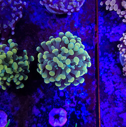 Frogspawn ER2A6