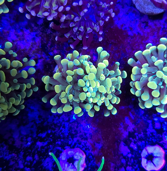 Frogspawn T10ER2B6