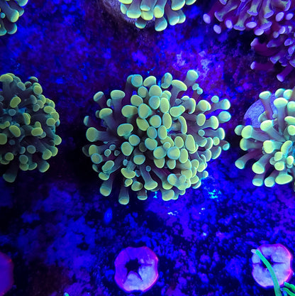 Frogspawn T10ER2C6