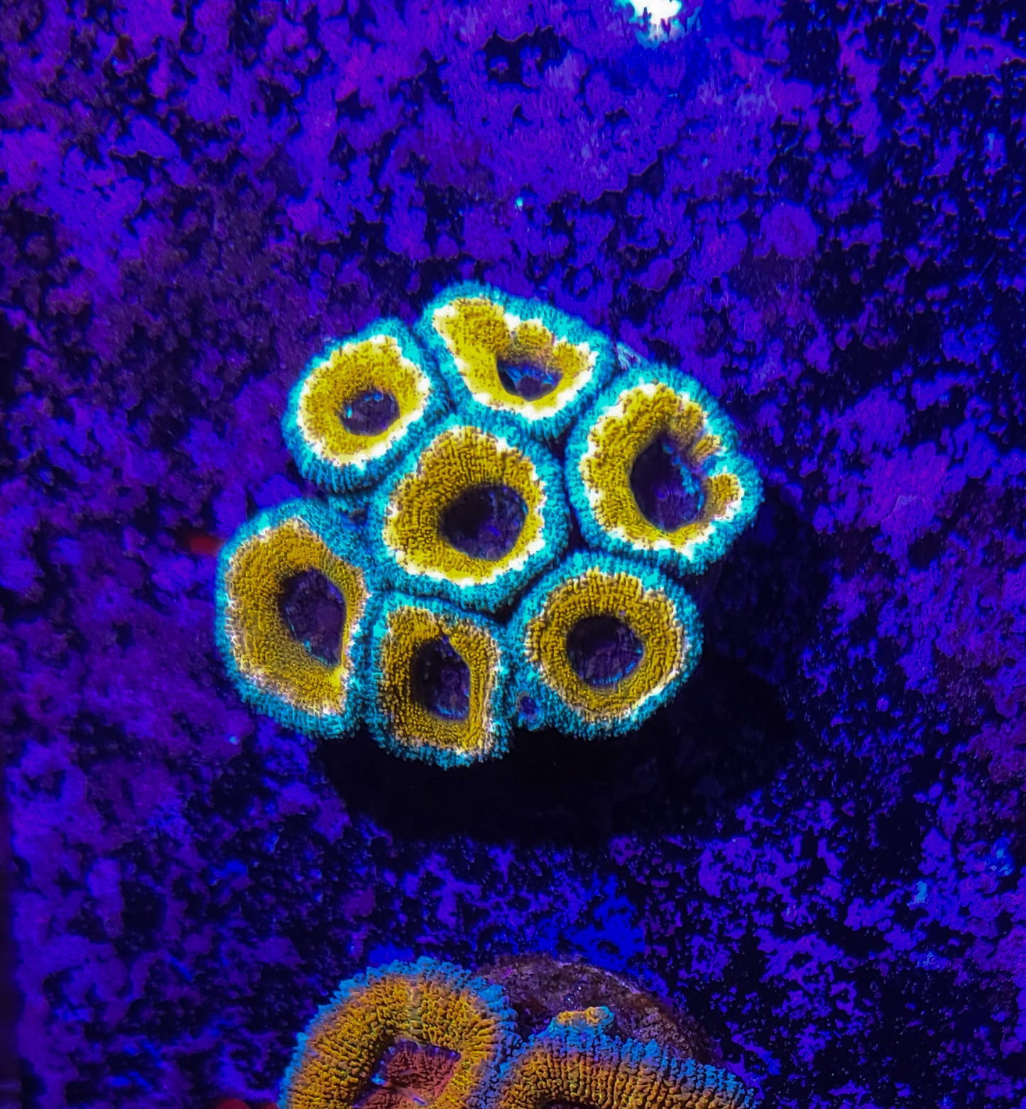 Acan Mini Colony T10ER10G7