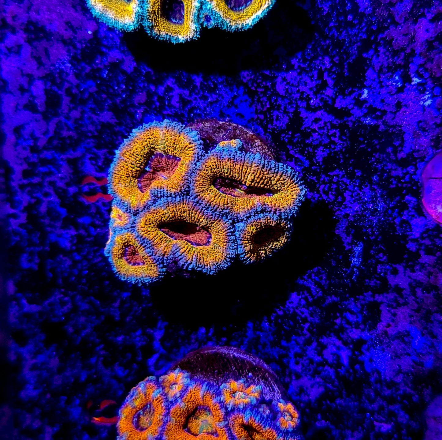 Acan Mini Colony T10ER10G8