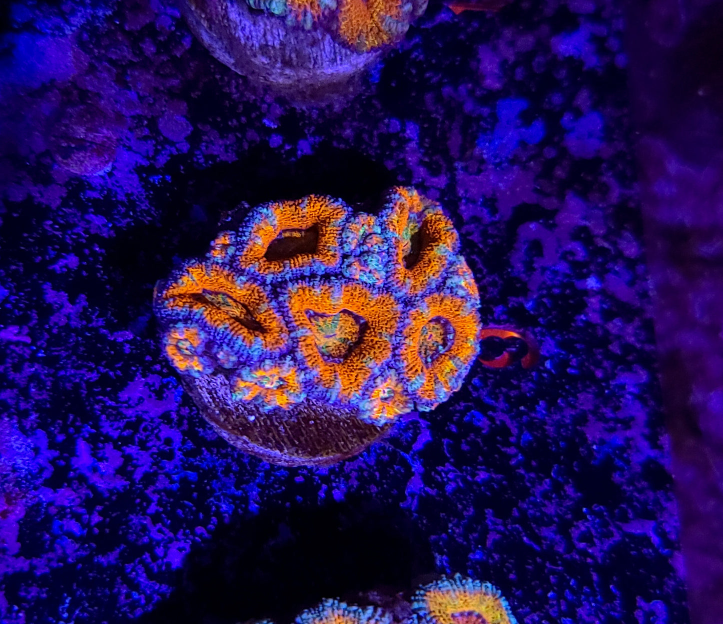 Acan Mini Colony T10ER10G9