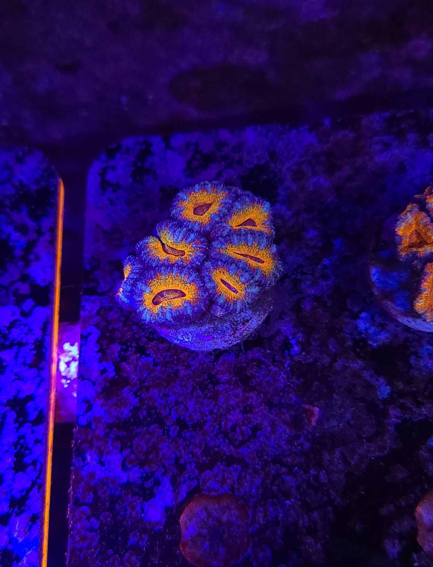 Acan Mini Colony T10LPS2A10