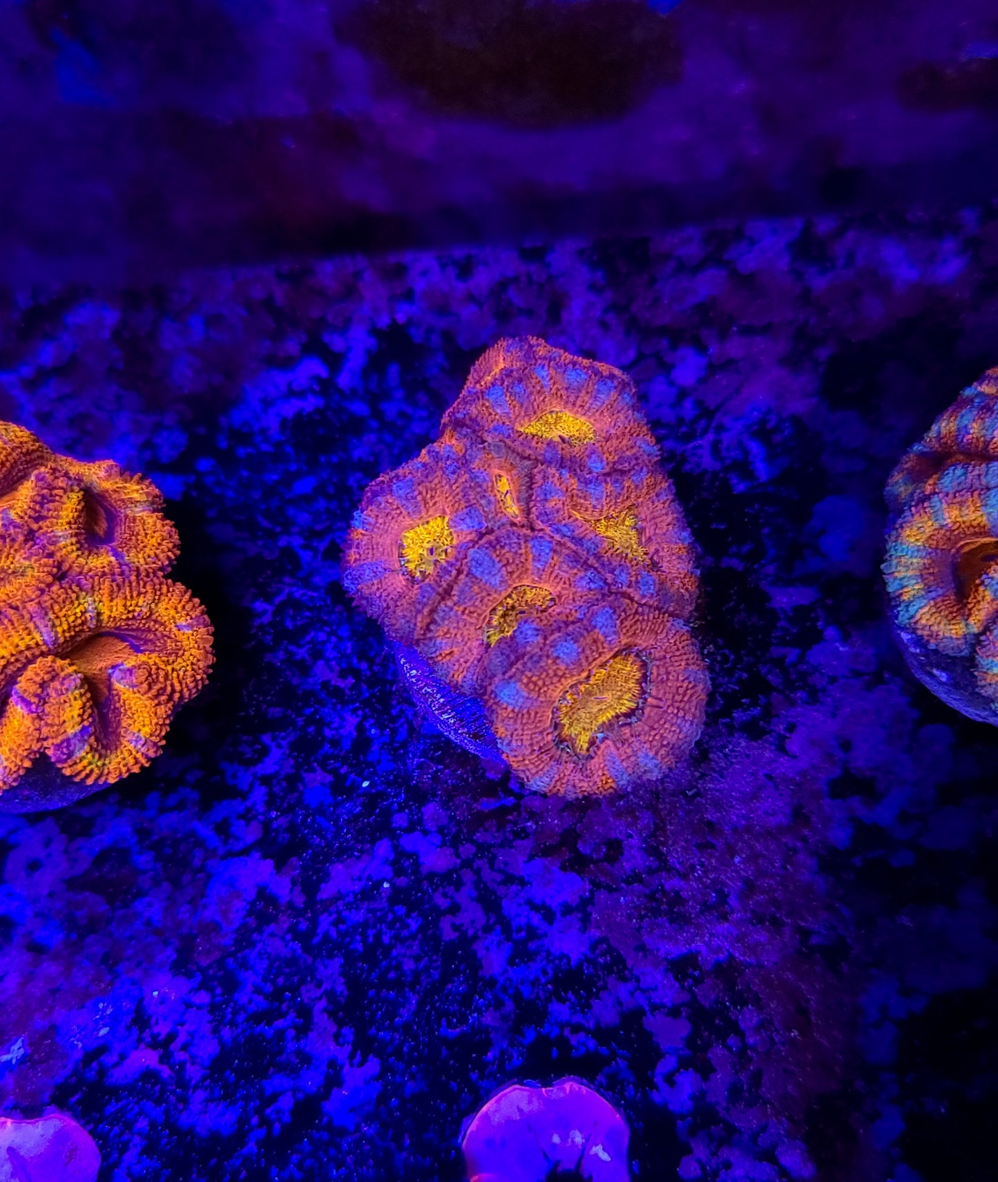 Acan Mini Colony T10ER2D10