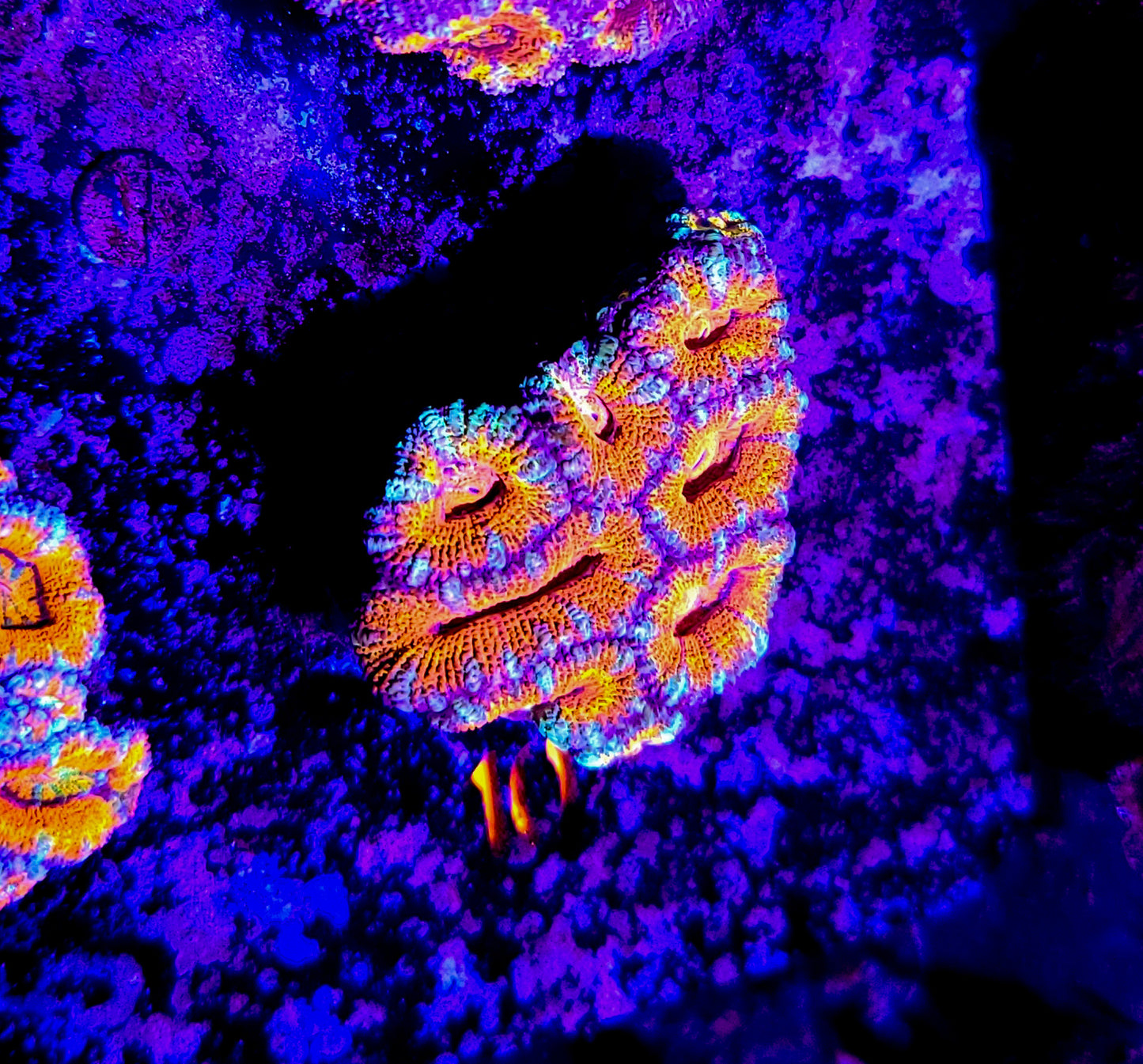 Acan Mini Colony T10ER10G10