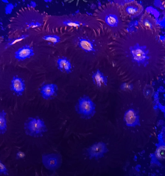 TSA Glow Pop Zoanthid ZR2A3