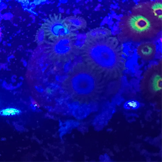 WWC Lich King Zoanthid ZR2G8