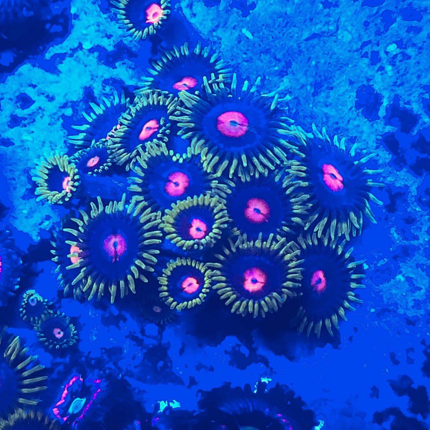 Blow Pop Zoanthid ZR2E13