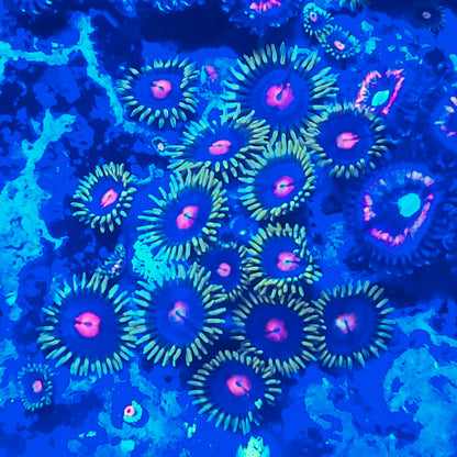 Blow Pop Zoanthid ZR2F12