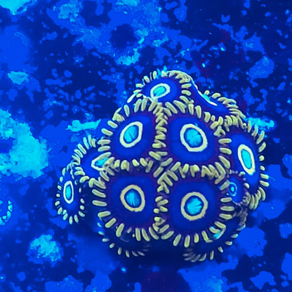 Blue Hornet Zoanthid ZR2E1