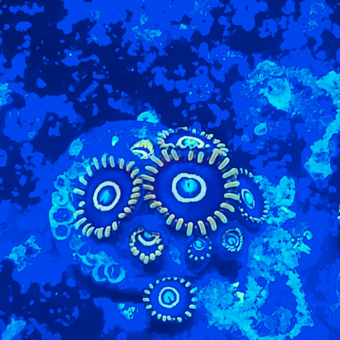 Blue Hornet Zoanthid ZR2G6