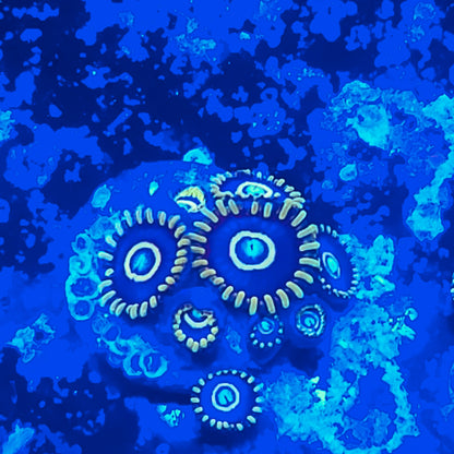 Blue Hornet Zoanthid ZR2G6