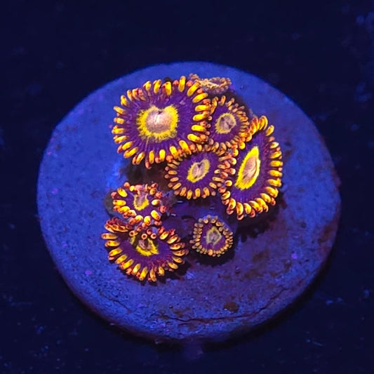 Rainbow Hornet Zoa