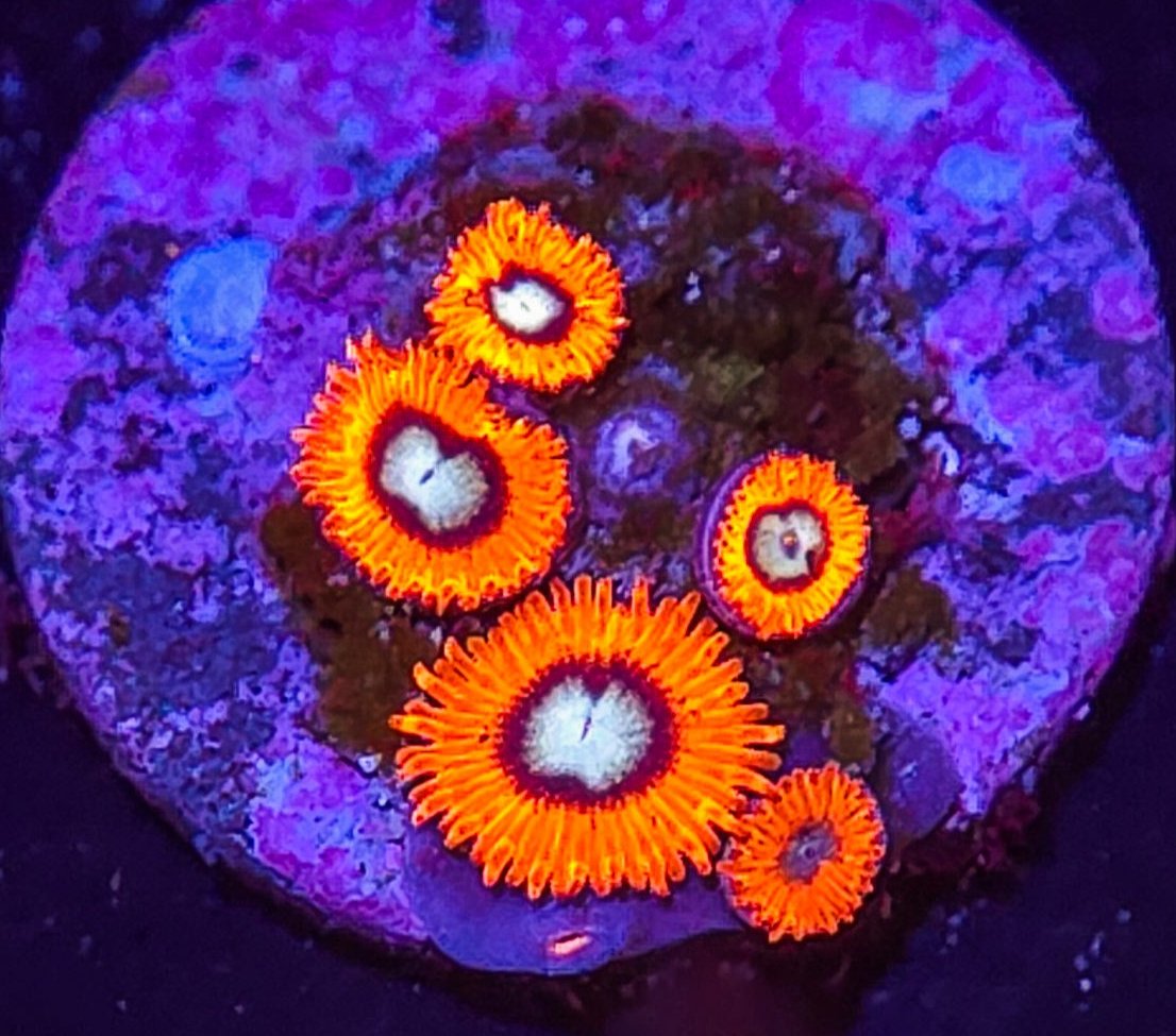 AC Charmander Zoanthid