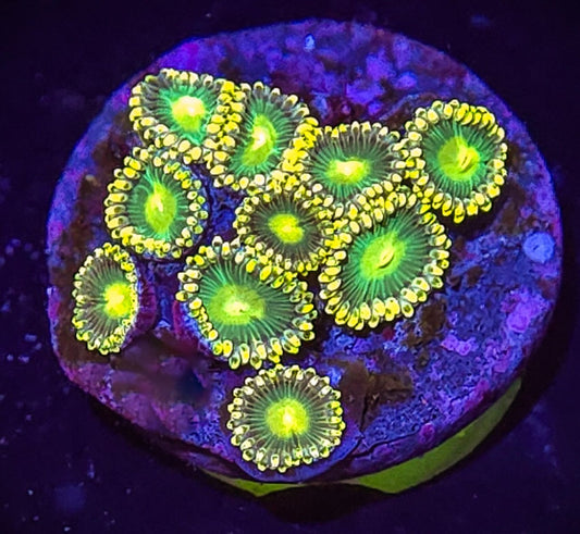 Radioactive Dragon Eyes Zoa