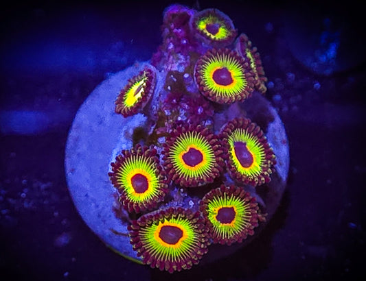 Bob Marley Zoa