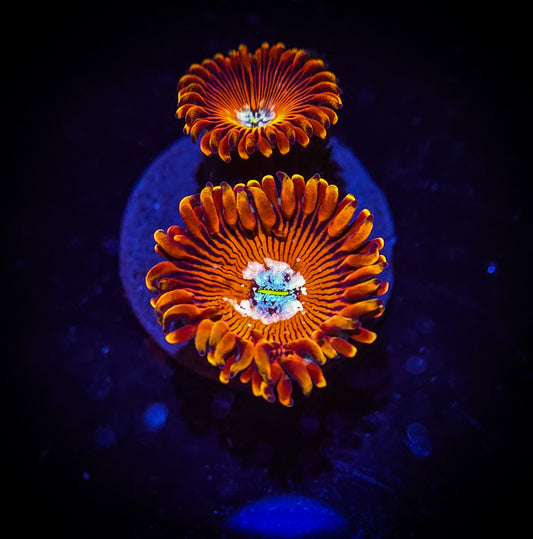 AC Magician Morph Zoa