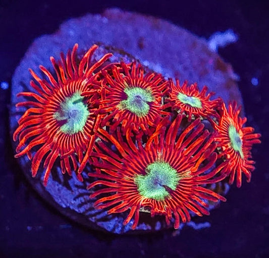 AC Frosted Phoenix Zoa