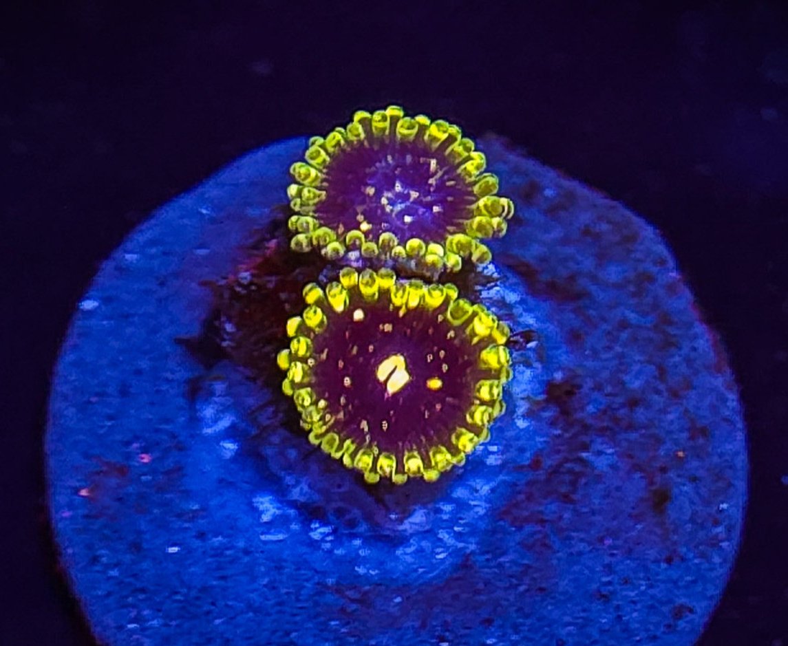 AC Exosphere Zoa