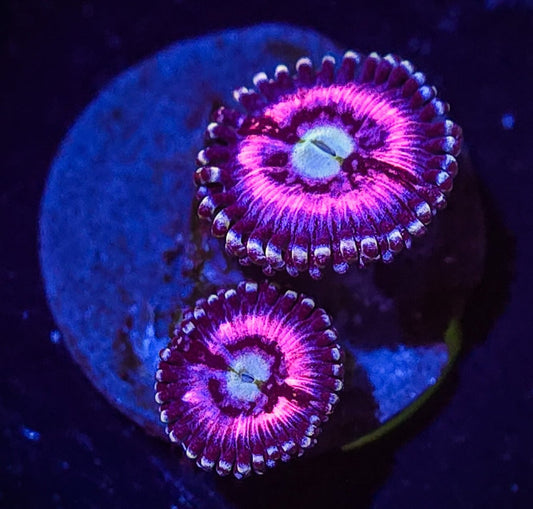 Pink Constellation Zoa