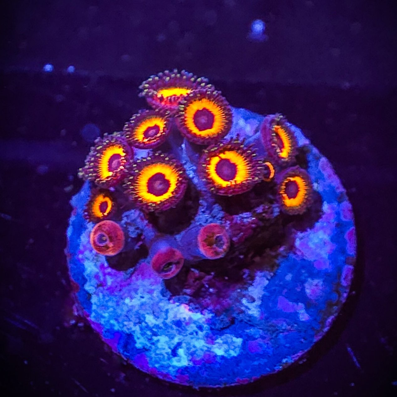 AC Johnny Pumpkin Seed Zoa