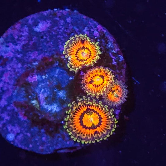 AC Rainbow Incinerator Zoa