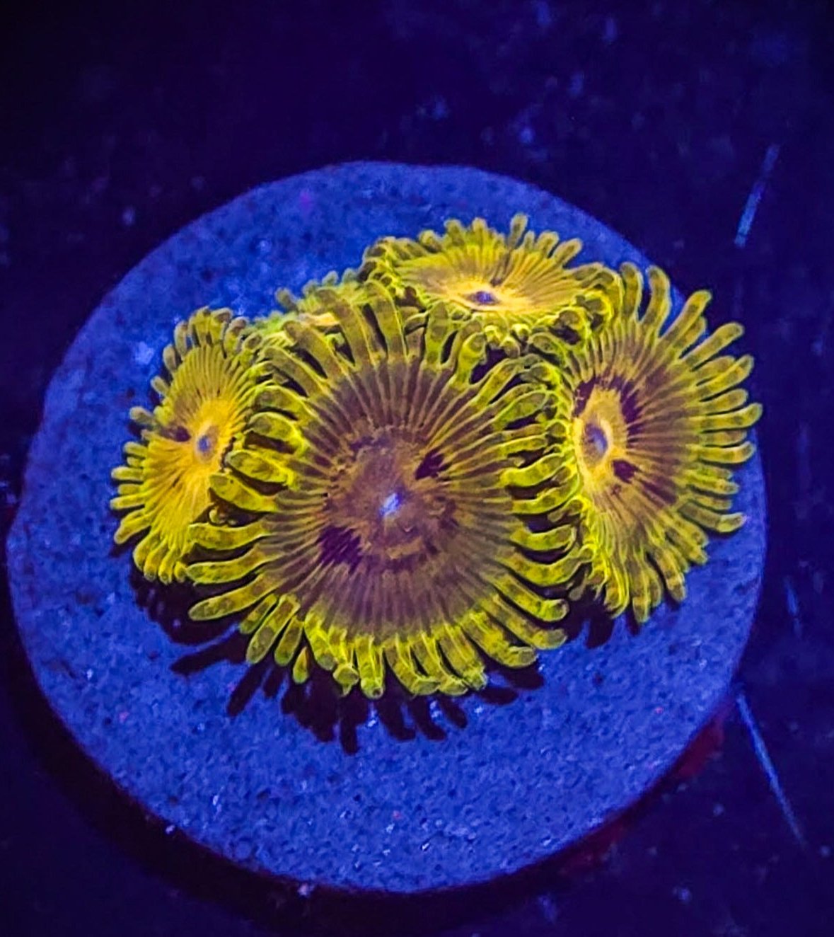 AC Green Maul Zoa