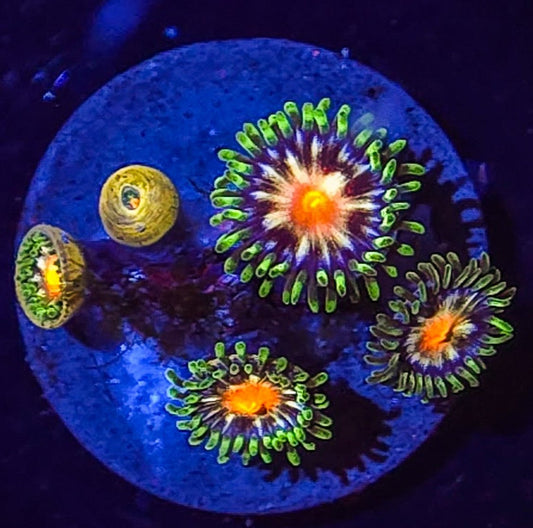 Daisy Cutter Zoa