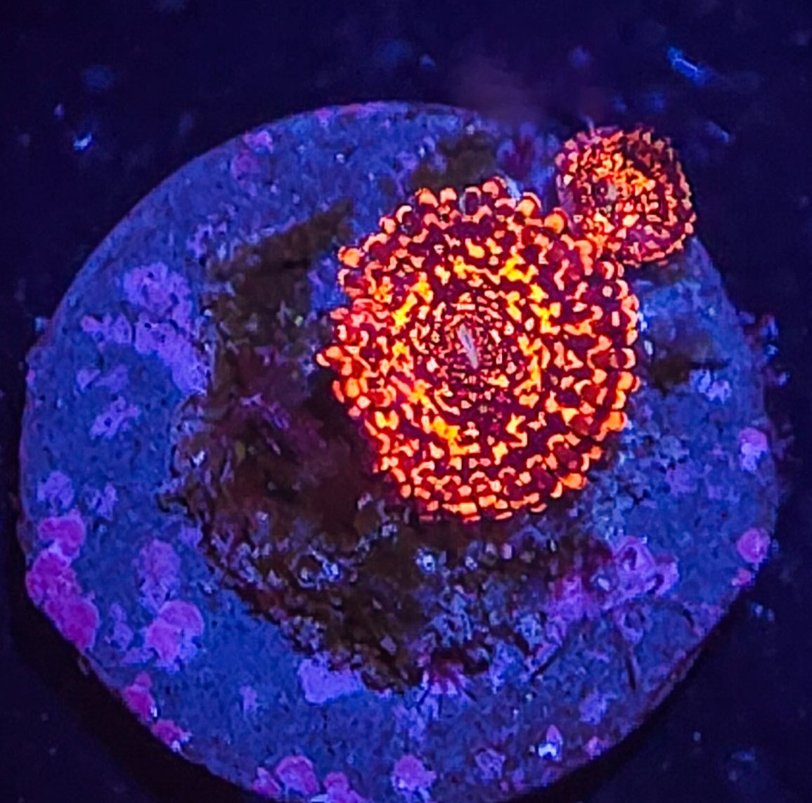 AC Nightmare Zoa