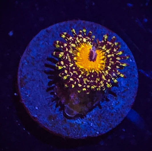 AC Godbeast Zoa