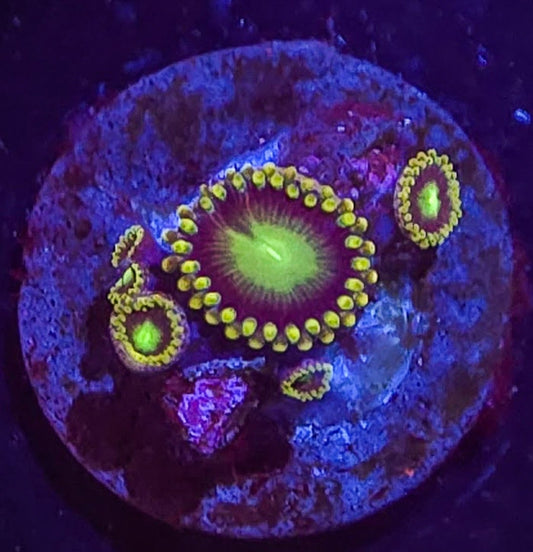 Green Dragon Eye Zoa