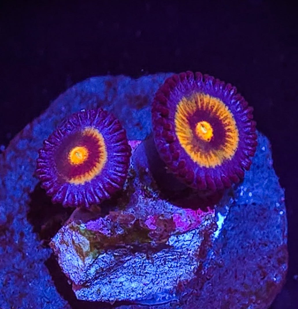 AC Wolverine Zoa