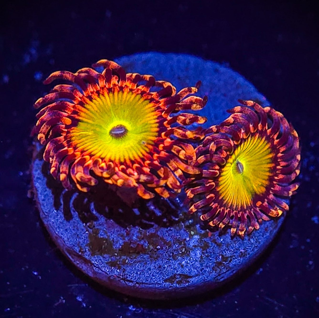 Rainbow Troll Zoa