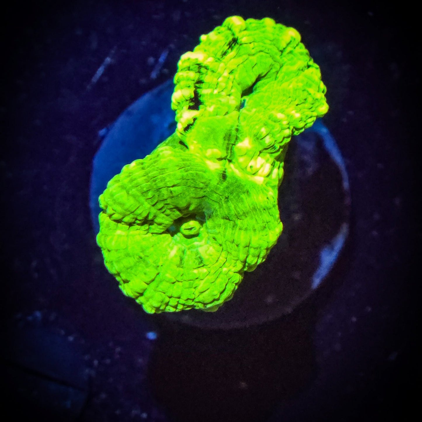 AC Toxic Green Candy Cane Coral