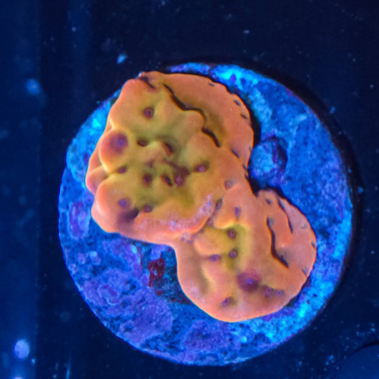 AC presents TSA Beast Montipora