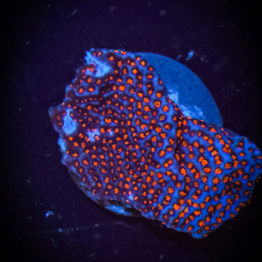 AC Superman Montipora